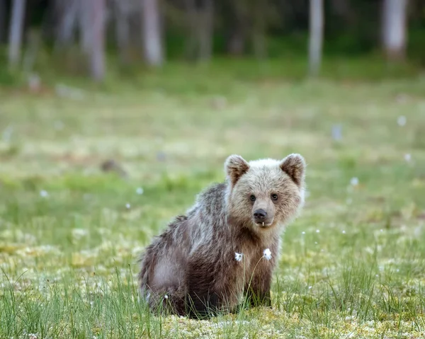 Scruffy Olhando Jovem Urso Marrom Sentado Pântano Finlandês — Fotografia de Stock