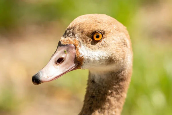 Eine Nahaufnahme Einer Braunen Gans Auf Einem Feld Sonnenlicht Mit — Stockfoto