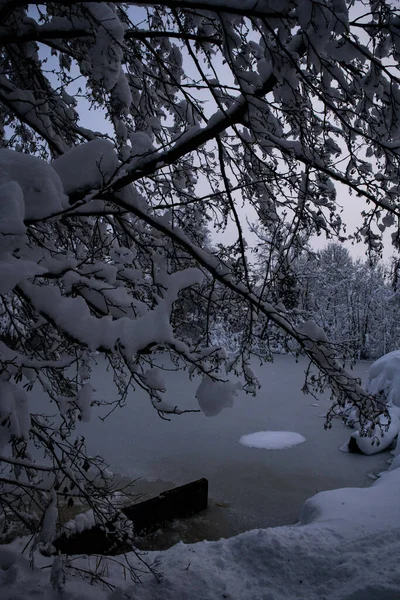 在雪地覆盖的森林里 一个被树木环绕的冰封的湖面上的垂直拍 — 图库照片