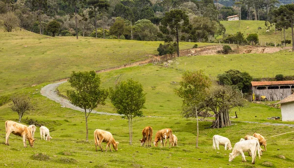 Hermoso Paisaje Rural Con Ganado Pastando Prado Brasil — Foto de Stock