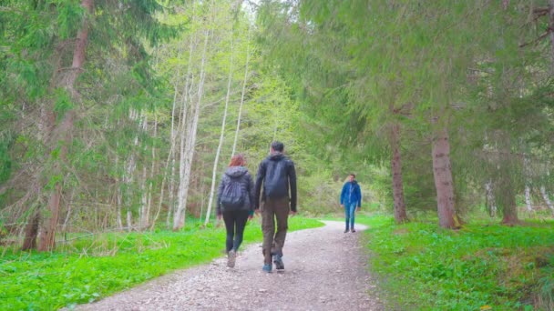 徒步旅行者正在高山地区散步 夏天在被高山环绕的森林中的巴伐利亚阿尔卑斯山中远足 — 图库视频影像