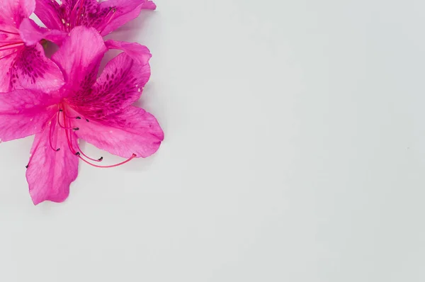Horní Pohled Jemné Růžové Květy Azalky Izolované Pastelově Šedém Povrchu — Stock fotografie