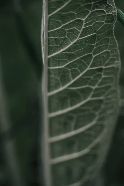 Вертикальний Знімок Фону Текстури Тропічного Зеленого Листя — стокове фото