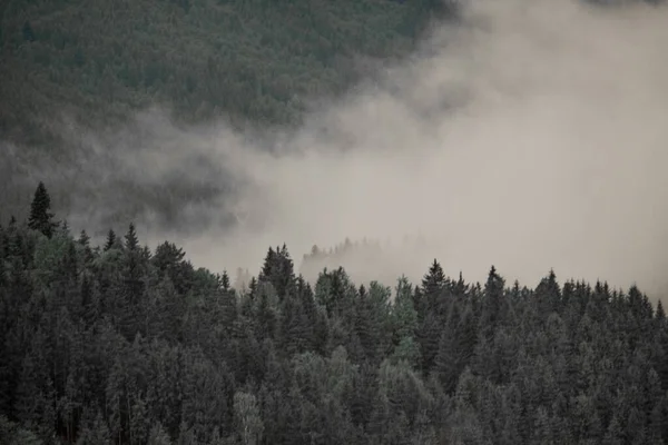 Gyönyörű Táj Egy Erdő Fenyőfákkal Körülvett — Stock Fotó