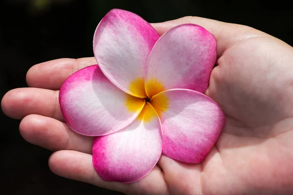 Une Personne Tenant Une Belle Fleur Rose Frangipani — Photo