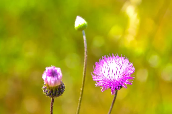 Detailní Záběr Kvetoucích Bodláčí Poli Pod Slunečním Světlem Rozmazaným Pozadím — Stock fotografie