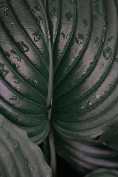 Вертикальный Снимок Зеленых Листьев Хоста Капельками Дождя — стоковое фото