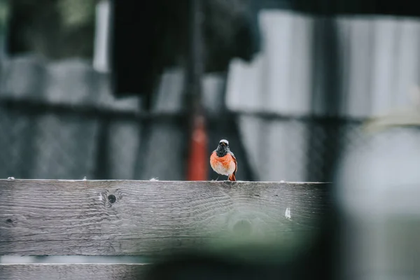 Tahtaya Tünemiş Bir Serçe Kuşunun Yakın Plan Çekimi — Stok fotoğraf