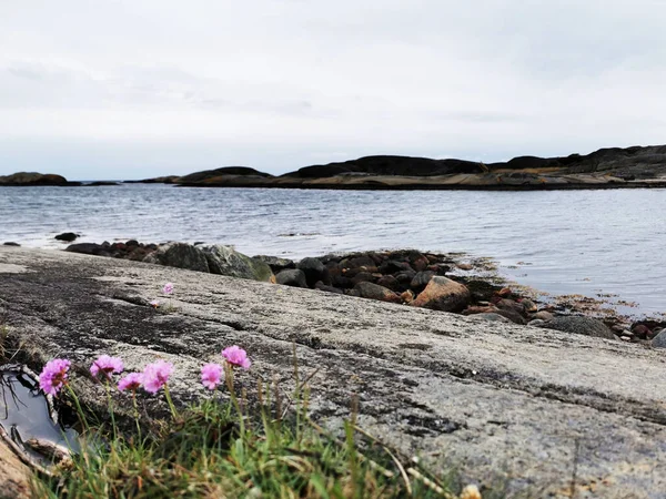 Flores Rosa Thrift Crescendo Falésias Arquipélago Sul Noruega — Fotografia de Stock