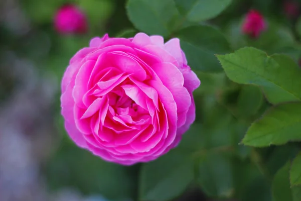 Selektywne Ujęcie Ostrości Pięknej Różowej Róży — Zdjęcie stockowe