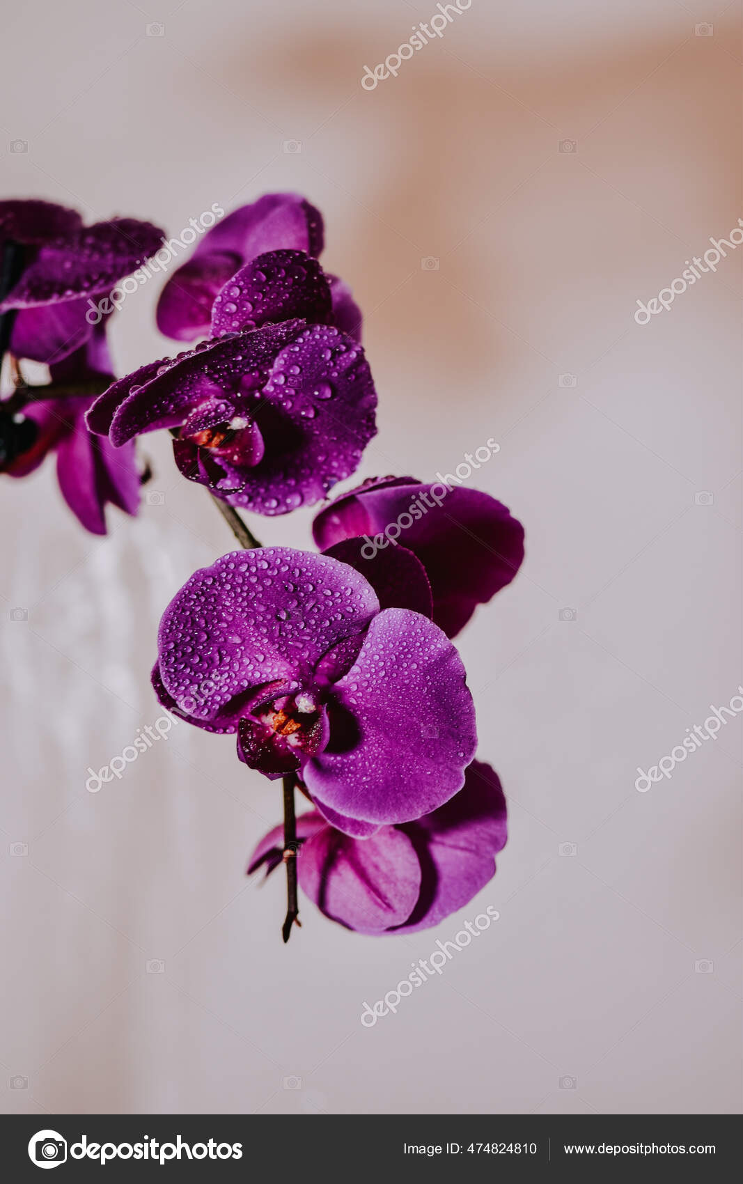 Orquídea filipina fotos de stock, imágenes de Orquídea filipina sin  royalties | Depositphotos
