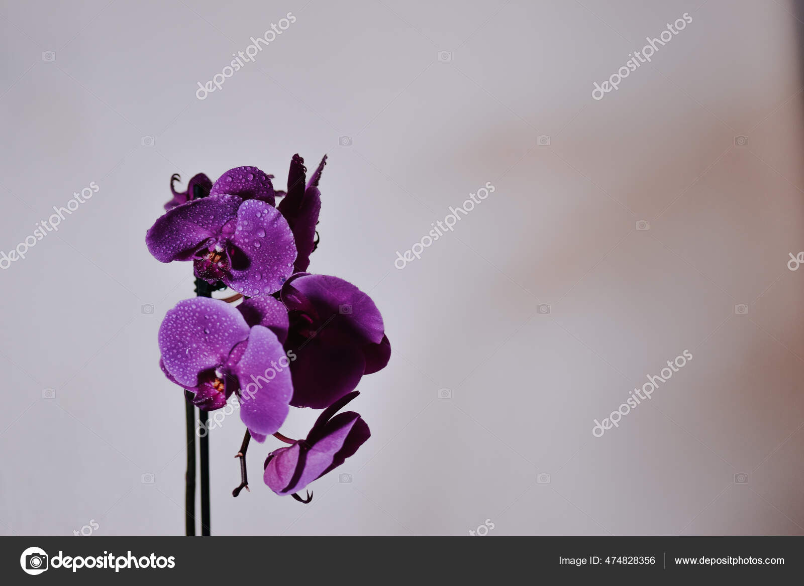 Orquídea filipina fotos de stock, imágenes de Orquídea filipina sin  royalties | Depositphotos