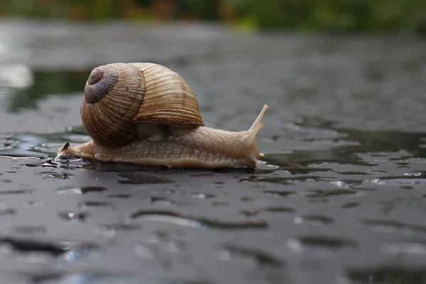 Selective Focus Shot Grape Snail Slowly Crawling Flat Surface — Stock Photo, Image