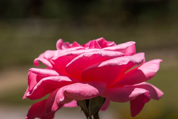 Крупним Планом Знімок Красивої Рожевої Троянди — стокове фото