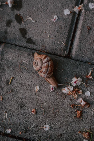 Vertical Top View Snail Crawling Cherry Blossoms Concrete Surface — Stock Photo, Image