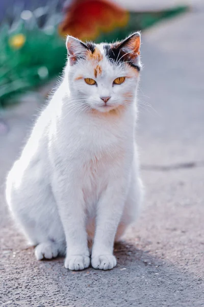 Tiro Vertical Gato Blanco Aire Libre — Foto de Stock