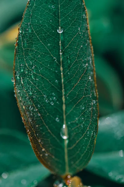Pionowe Ujęcie Kropel Deszczu Zielonym Liściu Idealne Tapetę — Zdjęcie stockowe