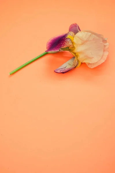 Vertikální Záběr Bílé Duhovky Květ Kopírovacím Prostorem Izolované Oranžovém Pozadí — Stock fotografie