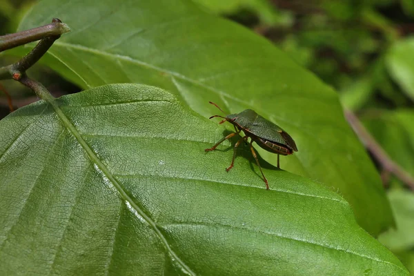 Yeşil Kalkan Böceği Palomena Prasina Nın Yakın Çekimi — Stok fotoğraf