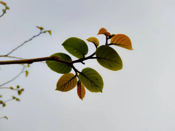 Nahaufnahme Eines Astes Einem Düsteren Tag — Stockfoto