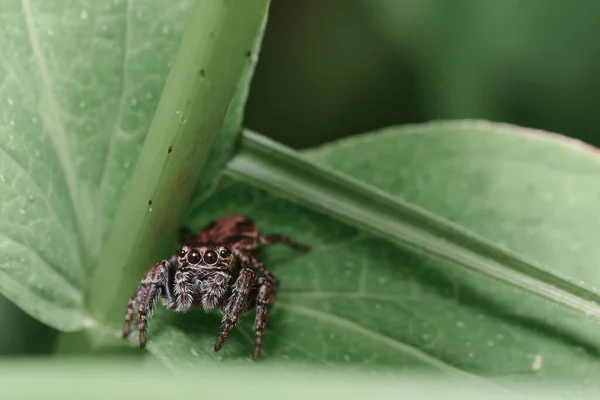 Jumping Spider Salticida Leaf Copy Space — Stock Photo, Image