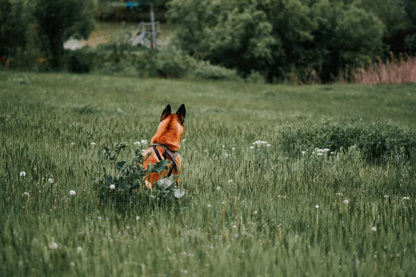 Eine Rückansicht Eines Schäferhundes Mit Einem Geschirr Auf Grünem Gras — Stockfoto