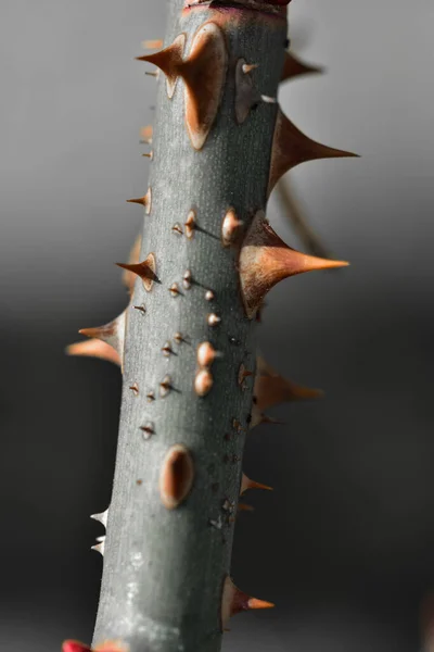 Eine Selektive Fokusaufnahme Von Dornen Rosenstamm Ideal Für Den Hintergrund — Stockfoto