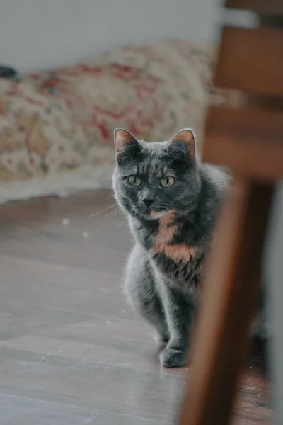 部屋に灰色の狡猾な猫の垂直ショット — ストック写真