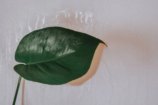 Hoja Planta Monstera Verde Sobre Fondo Pared Marrón — Foto de Stock