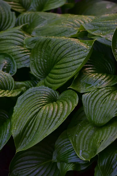 Sebuah Gambar Closeup Vertikal Tetesan Air Pada Daun — Stok Foto