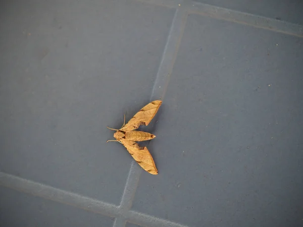 Top View Brown Moth Tiled Floor — Stock Photo, Image