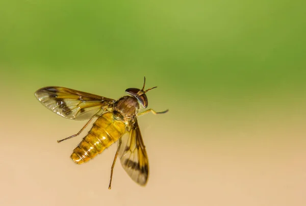 Tiro Foco Seletivo Uma Mosca — Fotografia de Stock