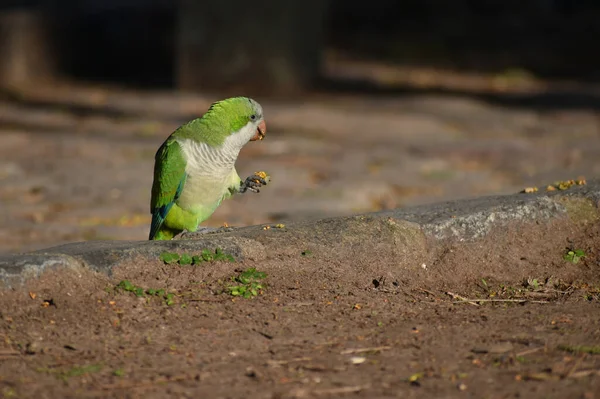 Periquito Monge Myiopsitta Monachus Papagaio Quaker Alimentando Solo — Fotografia de Stock