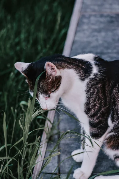 Egy Felnőtt Macska Szelektív Fókusza Füvet Rágcsál Egy Homályos Hátterű — Stock Fotó