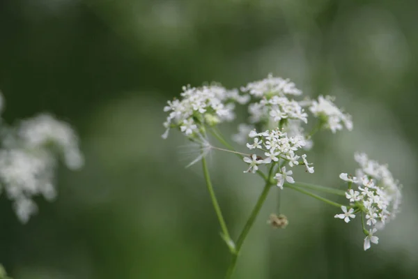 Detailní Záběr Bílé Krávy Parsleys Rozmazaném Pozadí — Stock fotografie