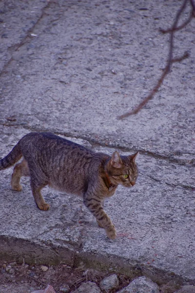 Een Verticaal Schot Van Een Gestreepte Kat Lopend Een Betonnen — Stockfoto