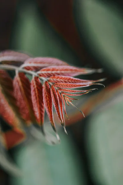 Gros Plan Vertical Feuilles Rouges Pointues Sur Une Branche — Photo