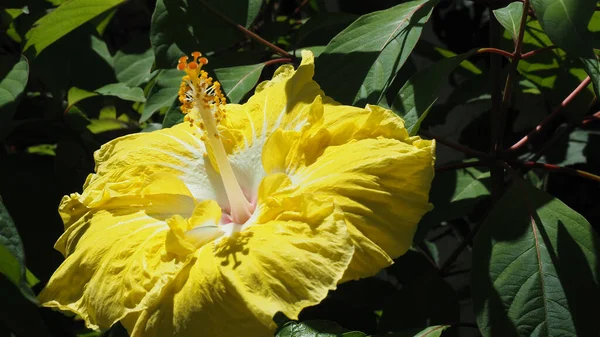 Żółty Kwiat Hibiskusa Otoczony Zielonymi Liśćmi — Zdjęcie stockowe