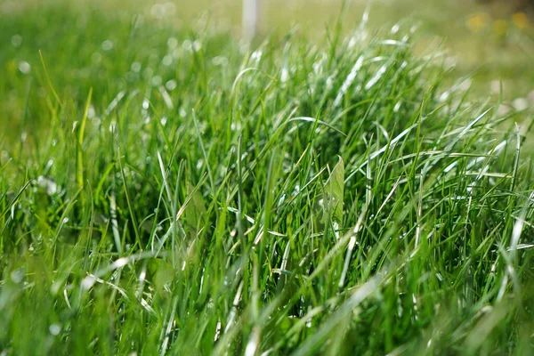 Hierba Verde Fresca Día Soleado Verano — Foto de Stock