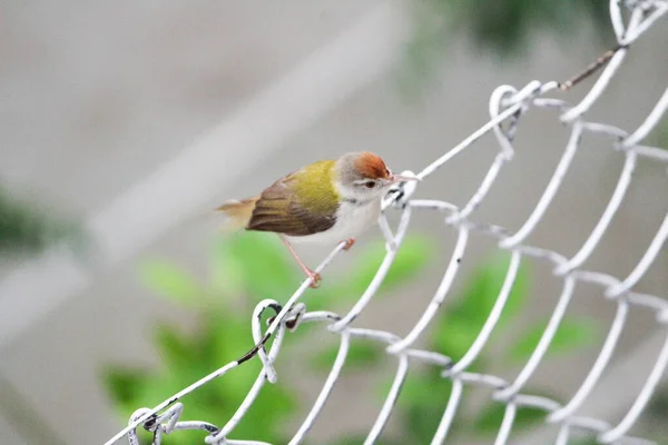 Closeup Shot Nightingale Sitting Fence — Stock Photo, Image