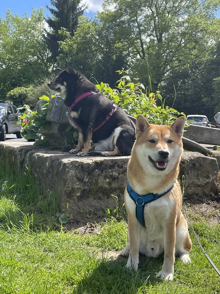 Tiro Perros Sentados Hierba —  Fotos de Stock