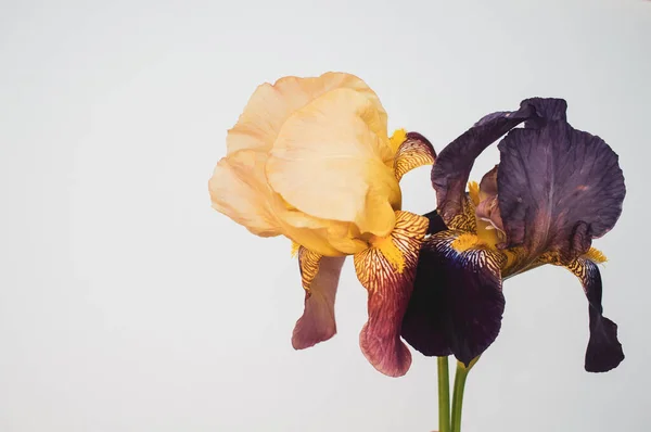 Eine Lila Und Weiße Iris Blüten Mit Kopierraum Isoliert Auf — Stockfoto