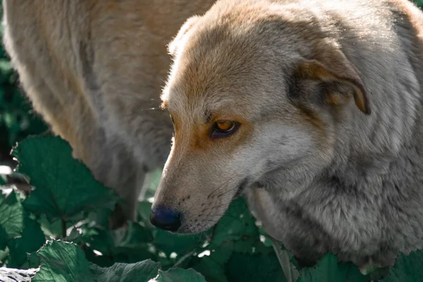 Lindo Perro Marrón Cerca Plantas Verdes —  Fotos de Stock