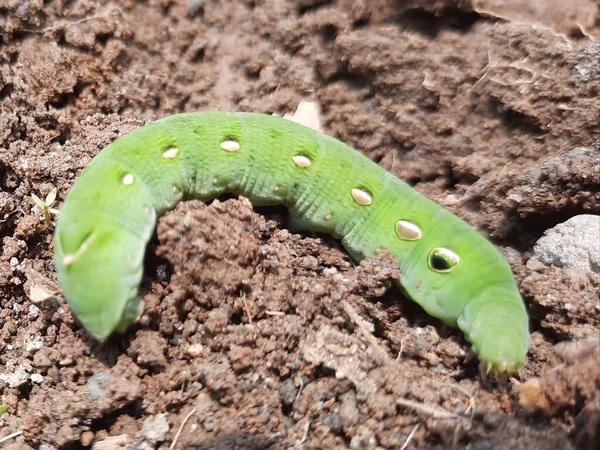 Makro Nahaufnahme Von Einer Einzigen Hellgrünen Raupe Auf Braunem Boden — Stockfoto