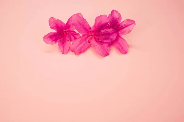コピースペースのためのパステルピンクの表面に隔離された繊細なピンクのツツジの花の閉鎖 — ストック写真