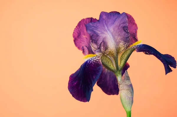 Eine Lila Irisblume Mit Kopierraum Auf Orangefarbenem Hintergrund — Stockfoto