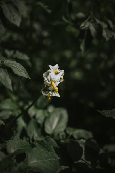 Gros Plan Jasmin Magnifiques — Photo