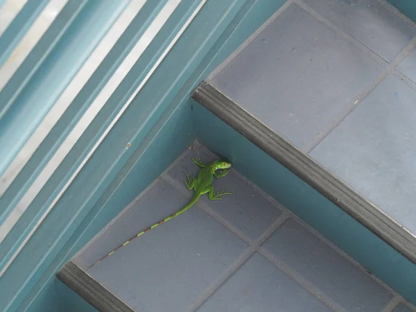 Una Vista Dall Alto Iguana Verde Che Striscia Sulle Scale — Foto Stock