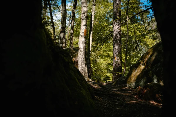 Detailní Záběr Zarostlých Skal Stromů Mechem Lese — Stock fotografie