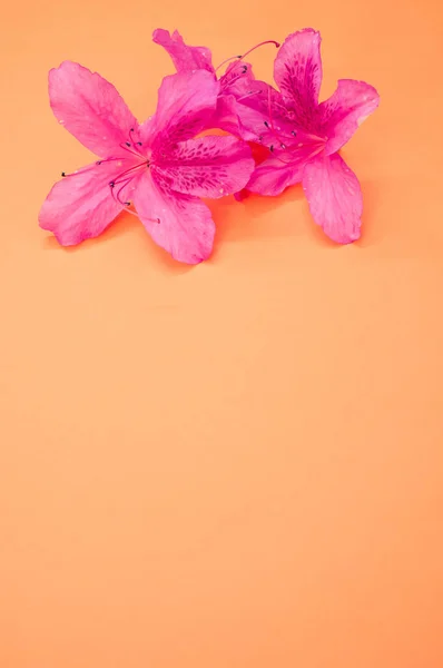 Detailní Záběr Jemné Růžové Květy Azalky Izolované Pastelově Oranžovém Povrchu — Stock fotografie